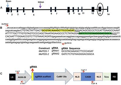 Efficient CRISPR/Cas9 Genome Editing of Phytoene desaturase in Cassava